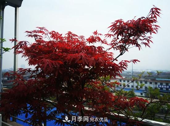 頂樓栽培花草，如何選擇品種？(圖1)