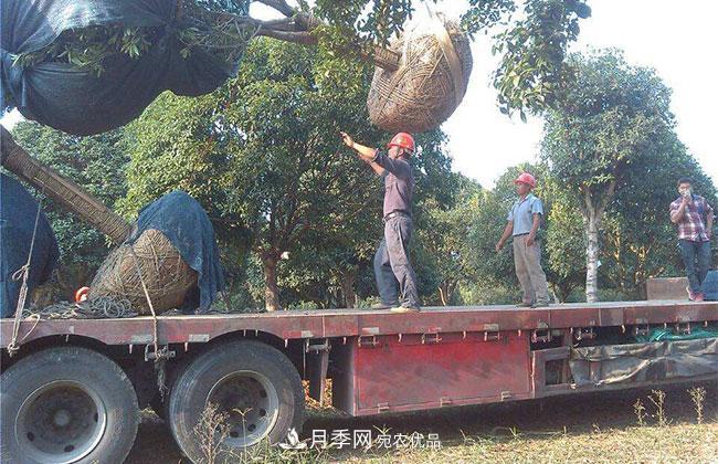 南陽綠化苗木的裝車運輸技巧(圖1)