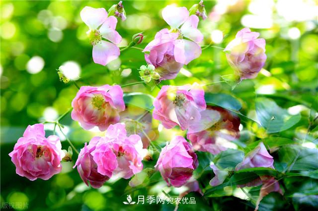秋天種月季要注意四個(gè)問題，否則難養(yǎng)好(圖1)