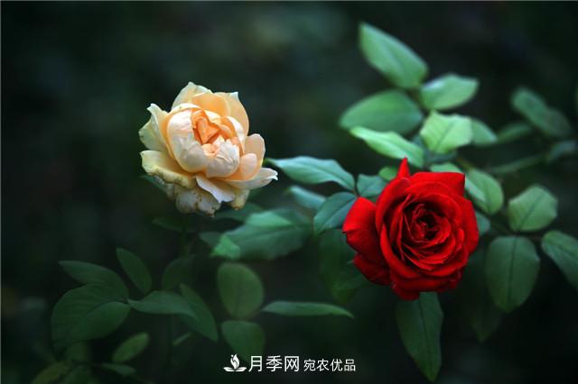 秋天種月季要注意四個(gè)問題，否則難養(yǎng)好(圖2)