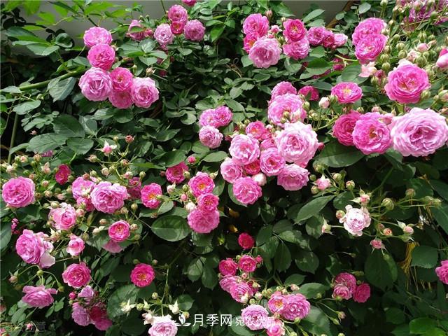 秋天種月季要注意四個(gè)問題，否則難養(yǎng)好(圖3)