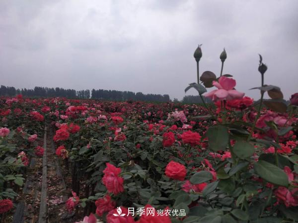 河南方城博望鎮(zhèn)：走穩(wěn)月季“生態(tài)+特色”的現(xiàn)代化農業(yè)之路(圖1)