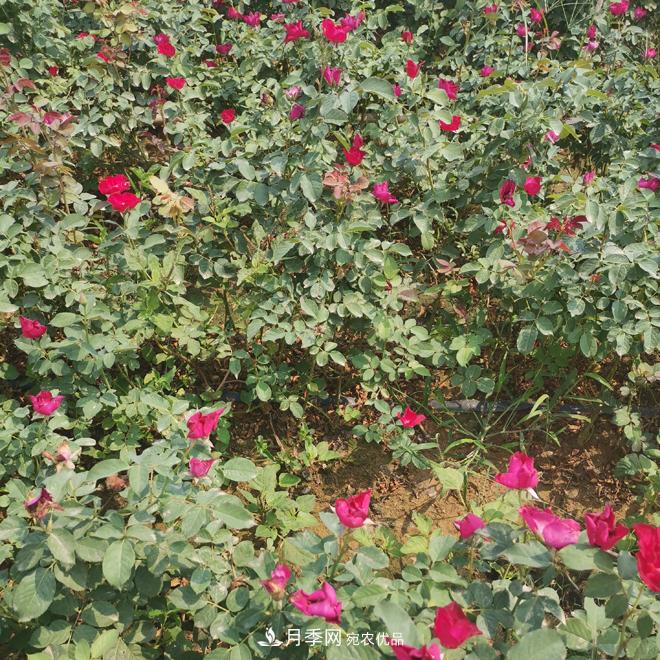 月季苗，月季花，品種齊全暢銷全國(guó)市花城市(圖2)