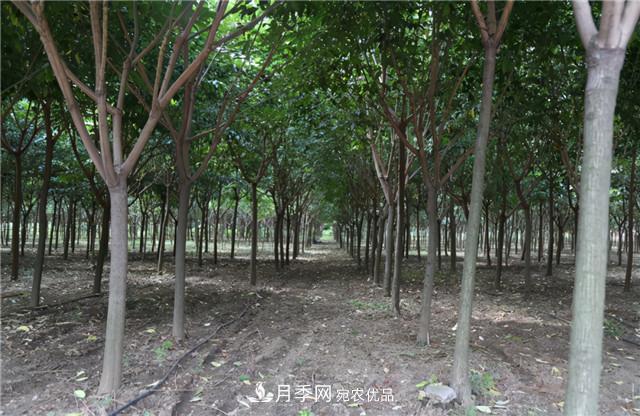 園林綠化設(shè)計中暴火的鄉(xiāng)土樹種櫸樹，是什么來頭？(圖1)