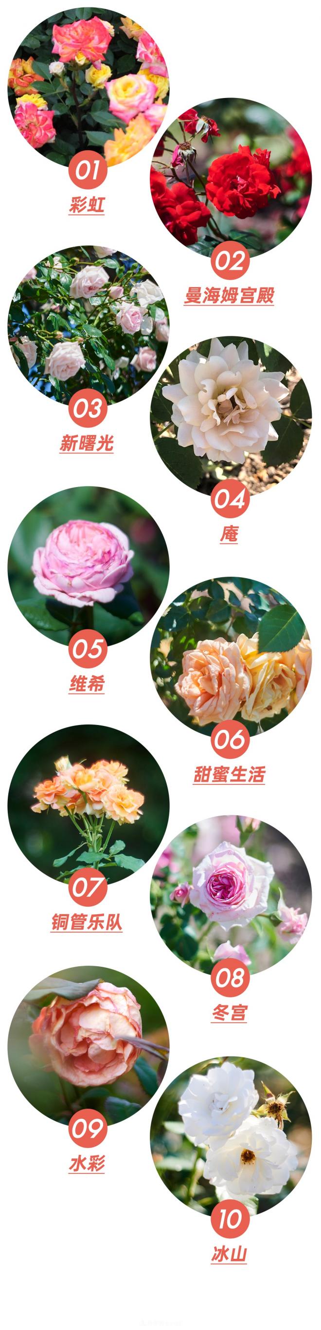 陳丹燕：不能旅行的日子，她開始與月季對話(圖9)
