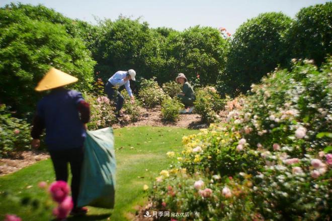 陳丹燕：不能旅行的日子，她開始與月季對話(圖12)