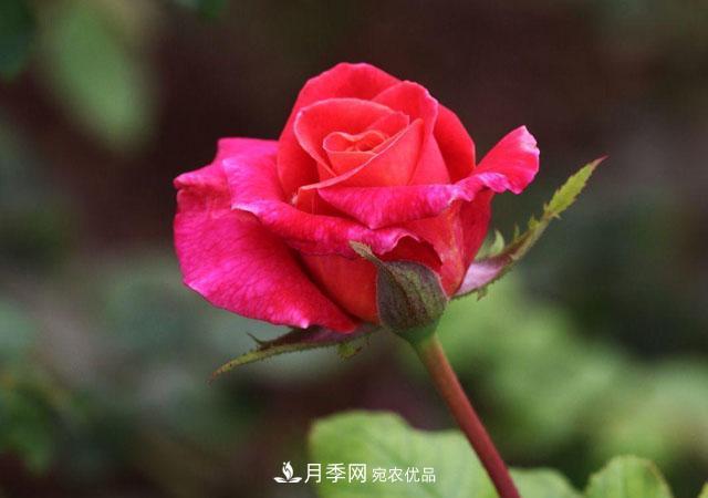秋天的月季做好這幾點(diǎn)養(yǎng)護(hù)，花照樣盛開(kāi)繼續(xù)美艷(圖1)
