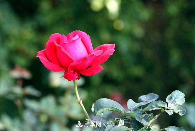 秋天的月季做好這幾點(diǎn)養(yǎng)護(hù)，花照樣盛開(kāi)繼續(xù)美艷(圖2)