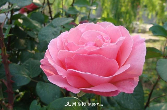 國(guó)慶長(zhǎng)期不會(huì)養(yǎng)護(hù)月季？看這里(圖1)