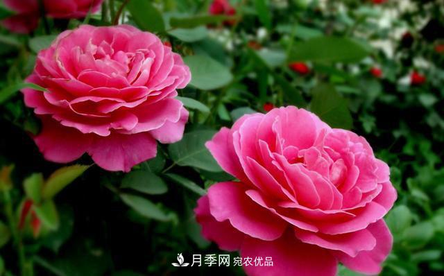 國(guó)慶長(zhǎng)期不會(huì)養(yǎng)護(hù)月季？看這里(圖2)