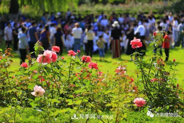 金秋花兒姹紫紅，山東濟(jì)南植物園萬株月季與您“約會”佳節(jié)(圖2)