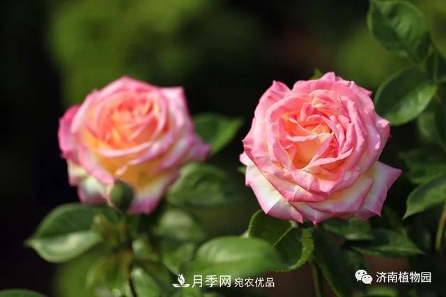 金秋花兒姹紫紅，山東濟(jì)南植物園萬株月季與您“約會”佳節(jié)(圖3)