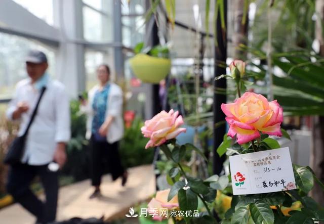 月季產(chǎn)業(yè)國(guó)家創(chuàng)新聯(lián)盟成立大會(huì)在安徽阜陽(yáng)召開(圖4)