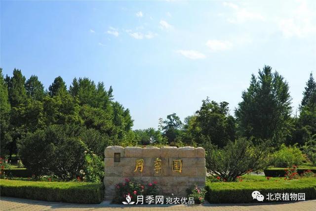 北京植物園月季花海進(jìn)入盛花期，國(guó)慶觀賞正當(dāng)時(shí)(圖1)
