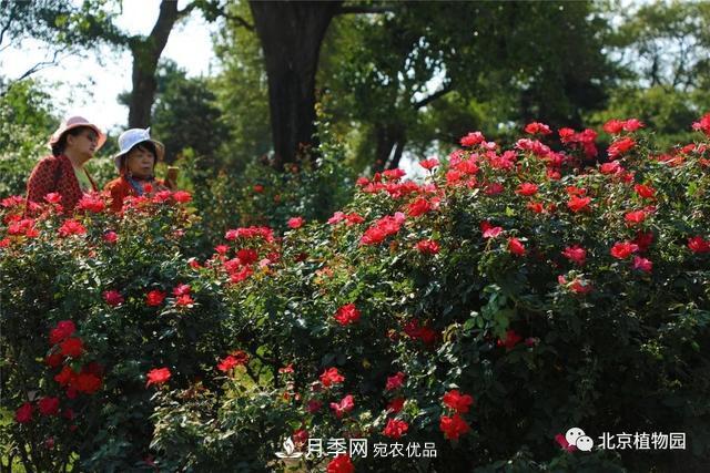北京植物園月季花海進(jìn)入盛花期，國(guó)慶觀賞正當(dāng)時(shí)(圖2)