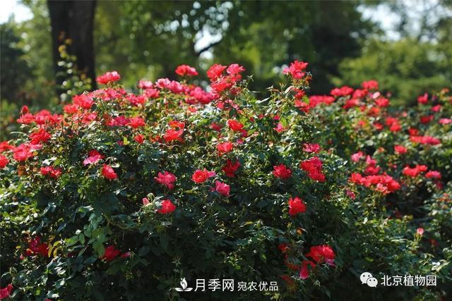 北京植物園月季花海進(jìn)入盛花期，國(guó)慶觀賞正當(dāng)時(shí)(圖4)