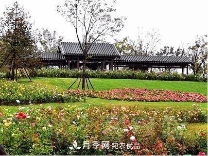 紀(jì)念南水北調(diào)南陽(yáng)深厚友誼，北京京宛友誼月季園開(kāi)園(圖3)