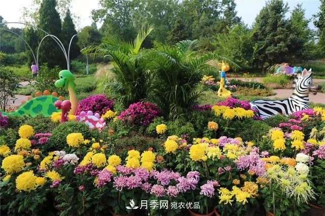 北京植物園第28屆市花展開幕，菊花月季是主角(圖1)