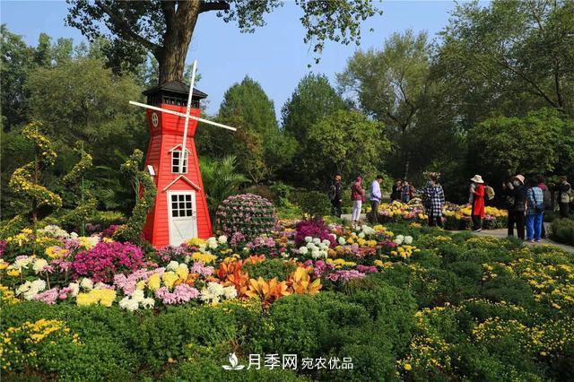 北京植物園第28屆市花展開幕，菊花月季是主角(圖2)