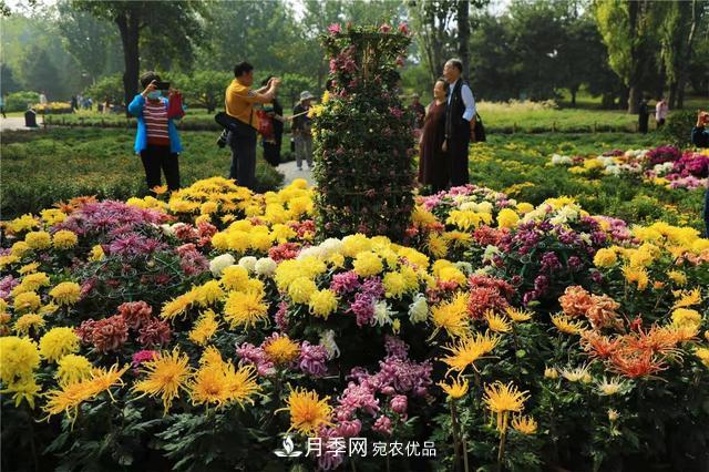北京植物園第28屆市花展開幕，菊花月季是主角(圖4)
