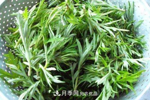 南陽到處都是的艾草竟然有這么多作用和功效！(圖1)