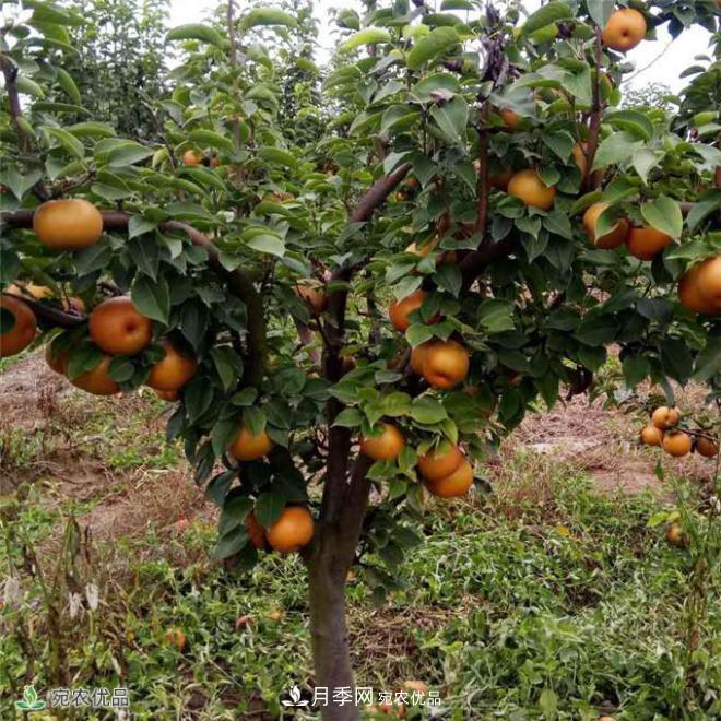 南水北調(diào)有機寶盈蜜梨，南陽淅川特產(chǎn)水果批發(fā)(圖2)
