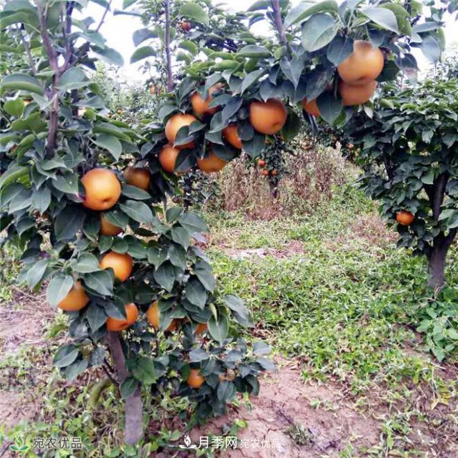 南水北調(diào)有機寶盈蜜梨，南陽淅川特產(chǎn)水果批發(fā)(圖5)