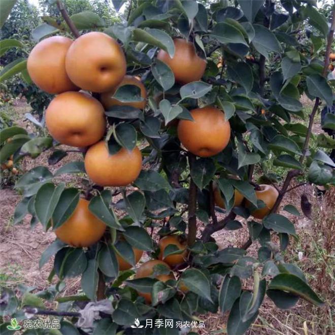 南水北調(diào)有機寶盈蜜梨，南陽淅川特產(chǎn)水果批發(fā)(圖1)