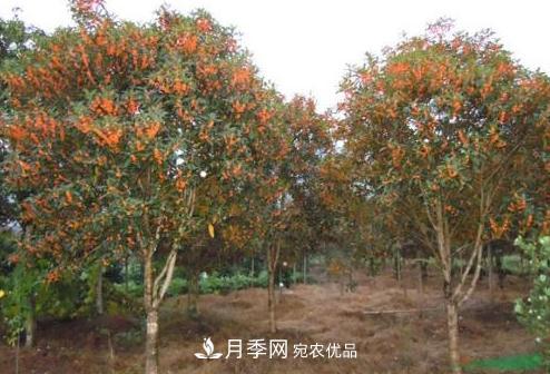 鄧州市穰東鎮(zhèn)多品種桂花園，丹桂金桂桂花樹(圖1)