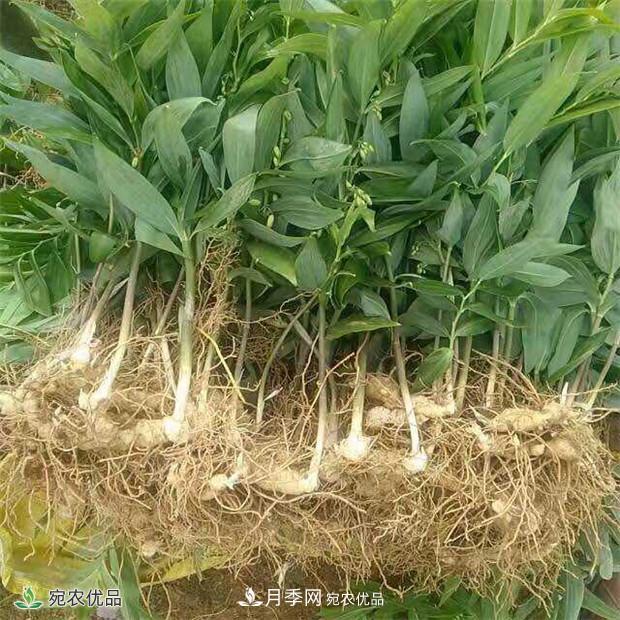 市場需求大，黃精種植效益分析，南陽黃精種苗基地直銷價格(圖2)