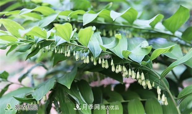 市場需求大，黃精種植效益分析，南陽黃精種苗基地直銷價格(圖1)
