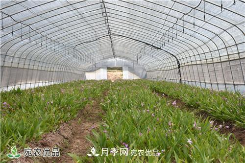 白芨種苗應該怎么挑選？種植方法是什么？南陽基地為你講解(圖2)