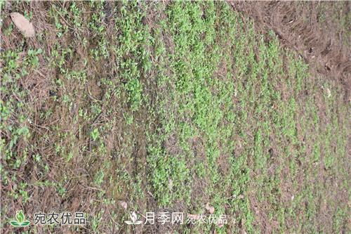 白芨種苗應該怎么挑選？種植方法是什么？南陽基地為你講解(圖1)