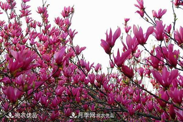 南召辛夷苗價格，辛夷苗行情，中國辛夷之鄉(xiāng)玉蘭之鄉(xiāng)(圖1)