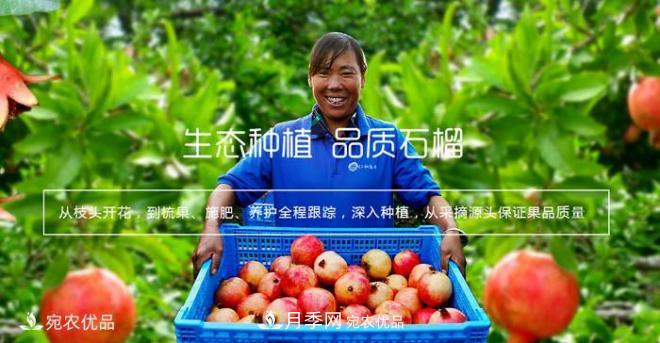 淅川突尼斯軟籽石榴基地批發(fā)價格，好水果(圖5)
