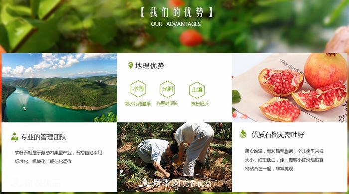 淅川突尼斯軟籽石榴基地批發(fā)價格，好水果(圖4)