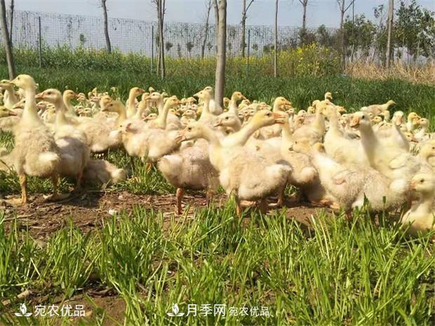 南陽(yáng)脫溫鵝苗孵化廠 南陽(yáng)鵝苗孵化基地直銷價(jià)格(圖3)