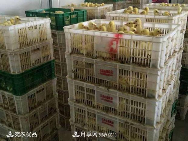 南陽(yáng)脫溫鵝苗孵化廠 南陽(yáng)鵝苗孵化基地直銷價(jià)格(圖2)