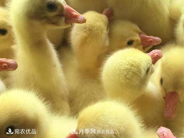 南陽(yáng)脫溫鵝苗孵化廠 南陽(yáng)鵝苗孵化基地直銷價(jià)格(圖1)