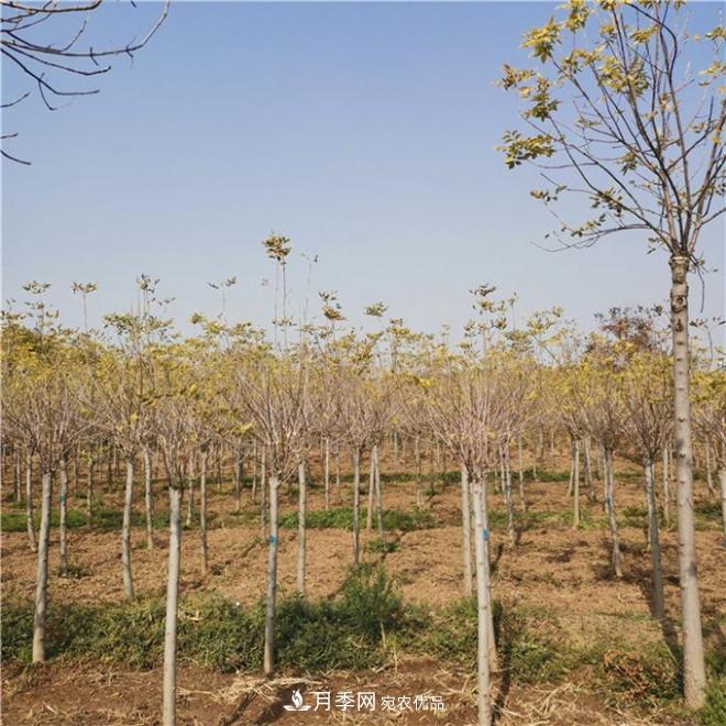 金葉復葉槭南陽基地直銷，3-10公分報價(圖4)