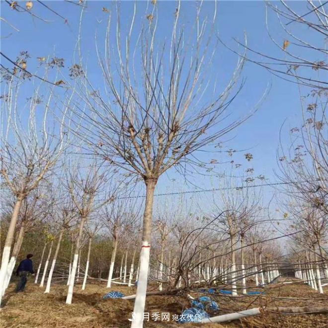 金葉復葉槭南陽基地直銷，3-10公分報價(圖3)