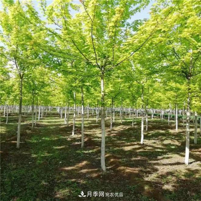 金葉復葉槭南陽基地直銷，3-10公分報價(圖1)