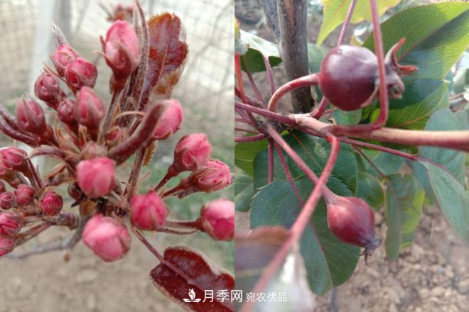 1-3年生全紅梨樹(shù)苗方城基地直銷！成活率高 價(jià)值突出(圖5)