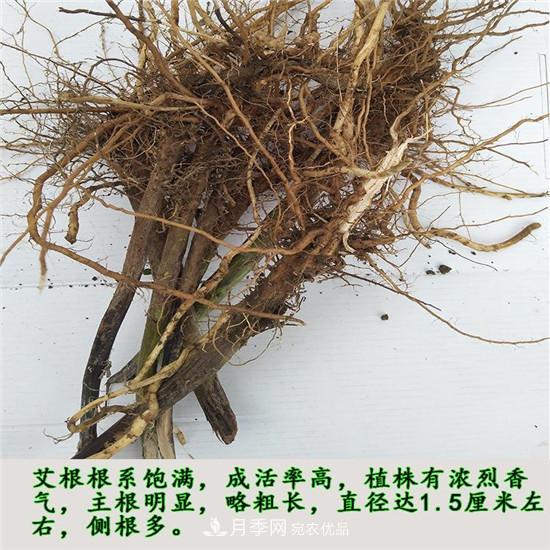 南陽(yáng)純正宛艾艾草艾根艾苗基地批發(fā)直銷(圖3)