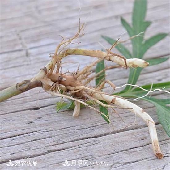 南陽(yáng)純正宛艾艾草艾根艾苗基地批發(fā)直銷(圖1)