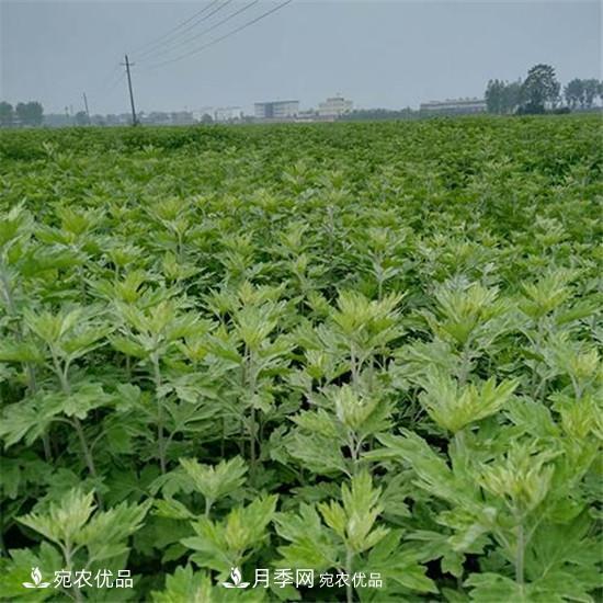 南陽(yáng)純正宛艾艾草艾根艾苗基地批發(fā)直銷(圖4)