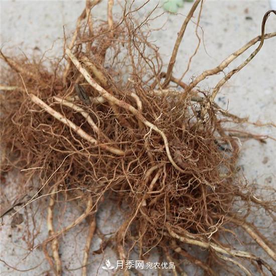 南陽(yáng)純正宛艾艾草艾根艾苗基地批發(fā)直銷(圖2)