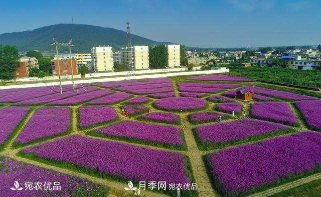 馬鞭草爭(zhēng)艷怒放 南陽達(dá)士營村美麗鄉(xiāng)村夢(mèng)幻家園(圖1)