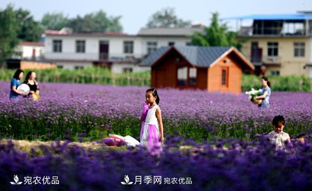 馬鞭草爭(zhēng)艷怒放 南陽達(dá)士營村美麗鄉(xiāng)村夢(mèng)幻家園(圖2)