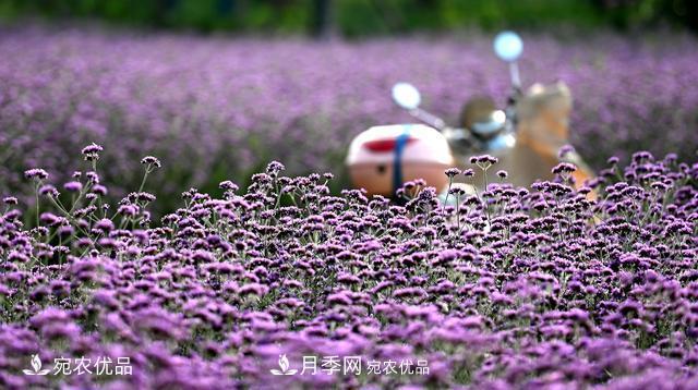 馬鞭草爭(zhēng)艷怒放 南陽達(dá)士營村美麗鄉(xiāng)村夢(mèng)幻家園(圖3)